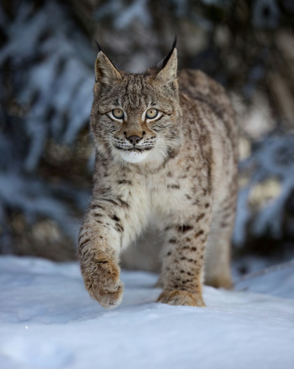 Siberian Lynx